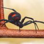 Detectan una plaga que invade las playas de Canarias y Alemania elabora un informe urgente sobre el tema