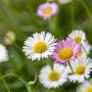 Los jardineros advierten sobre la flor de la primavera: "Tu jardín está pidiendo ayuda a gritos"