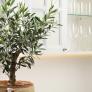 El árbol ideal para jardines pequeños que crece lento y su fruto es considerado el gran superalimento