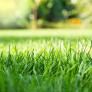 Adiós a gastarse un dineral en cuidados y agua: cinco alternativas para cubrir el suelo del jardín