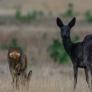 Aparece en Salamanca el esquivo animal sacado de un cuento de hadas y pagan 8.000 euros para poder darle caza