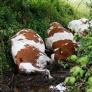 Un rayo fulmina a 27 vacas y la granjera gallega se salva gracias a esta prenda