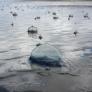 Inquietud por las criaturas similares a otro planeta que invaden las playas: "Mi perro trató de comerse uno"