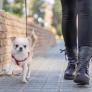 Se conocen el perro más grande y más pequeño del mundo y tienen un rasgo en común que desquicia a muchos