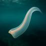 Alerta de invasión en el Mediterráneo de una misteriosa especie mortal: los investigadores piden no bajar la guardia