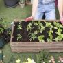 Piden arrancar de los huertos urbanos la hortaliza que muchos españoles cultivan en mayo: es un imán para las plagas