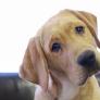 Desvelan qué cuatro comportamientos revelan que tu perro puede estar triste