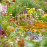 La flor que no necesita casi cuidados, es la alegría del jardín y florece en mayo