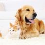 Un veterinario da con la clave para que perros y gatos no sólo convivan en paz, sino que sean amigos