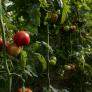 Nueve sencillos trucos para una cosecha más fuerte y abundante de tomates