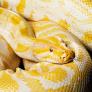 Una rara serpiente albina escapa de su cautiverio y tarda poco y nada en adueñarse de la ciudad