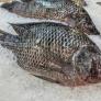 Los expertos buscan al pez más peligroso para tu mesa y el sospechoso clave es el pescado de los platos infantiles