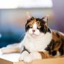 ¿Por qué no hay gatos machos de tres colores? La ciencia lo explica