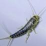 Crean la trampa definitiva para acabar con uno de los insectos que se cuelan en el baño