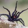 Alerta en Europa por una araña gigante importada desde España