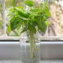 Quedan horas para probar el truco del vaso de agua y tener albahaca fresca todo el verano sin gastar nada