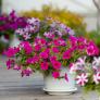 El método originario de Japón con el que mantener las plantas siempre en flor