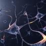 Un neurocirujano revela el té que hace tu cerebro trabaje como una navaja afilada: "Rompe conexiones entre células nerviosas"