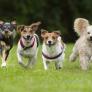 Elaboran la lista de razas de perro más peligrosas y añade el can español que requiere "entrenamiento cuidadoso"
