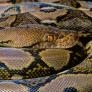 Un niño duerme con una pitón durante años hasta que un día el reptil se cansa de mimos y pasa a la acción