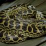 Una anaconda de 2,5 metros siembre el caos en plena ciudad: se sospecha que alguien la ha liberado
