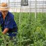 La crisis golpea con fuerza a tres cultivos básicos del campo español