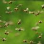 30.000 abejas convierten su chimenea en su nido, el dueño trata de echarlas y le paran justo a tiempo