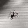 Lidl le planta cara a los mosquitos: su producto estrella para eliminarlos vale menos de 10 euros