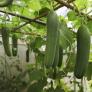Los jardineros experimentados riegan sus pepinos a esta hora para obtener frutos más sanos y fuertes
