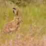 Encuentran un animal inesperado en un rincón de España y ya ha roto todas las estadísticas