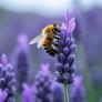 Adiós a las abejas: un estudio alerta de 29 sustancias tóxicas que ponen los insectos en peligro en España