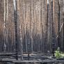 Ucrania denuncia "crímenes contra el medioambiente" de Rusia sin precedentes: la factura supera los 85.000 millones