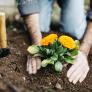 Activan alerta por la trampa que se oculta tras este hábito muy común: "Daños irreversibles en tu jardín"