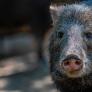Un albañil va a trabajar en la reforma de una casa y se encuentra con el peligroso animal durmiendo plácidamente