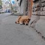 El primer informe oficial español sobre el abandono animal revela qué ocurre realmente con las mascotas