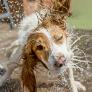 Un adiestrador canino pide dejar de hacer el gesto amable para refrescar a tu perro en verano: "Podrías hacer que pase más calor"