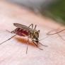 Adiós a los mosquitos: jardineros piden plantar el repelente de insectos natural