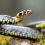 Encuentra lo que cree que es una aterradora serpiente venenosa y los naturalistas salen a aportar tranquilidad