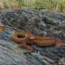 Un estadounidense camina por España, encuentra una serpiente y cae tarde en el error que cometió