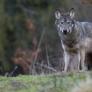 El TSJG paraliza de forma cautela la resolución de la Xunta de Galicia que reactivaba la caza del lobo