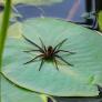 Piden actuar de inmediato si ves a esta araña sobre las aguas y tranquilizan: es completamente inofensiva