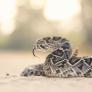 El joven siente un pinchazo, ve a la serpiente de cascabel pero lo peor llega al bajar el calcetín