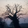 Las aves de Ucrania sacan provecho de los restos bélicos de la guerra para construir sus nidos