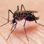 A un paso de España se ponen duros con los mosquitos y empiezan a sacar los drones para frenar la propagación