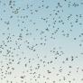 Un extraño insecto vuela por las casas de los españoles y no debe matarse bajo ninguna circunstancia: es un exterminador de plagas
