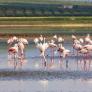 En Reino Unido animan a sus residentes a visitar el paraíso de los flamencos de España