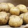 Adiós a las patatas: clasifican un insecto de 5 milímetros de largo como el 'destructor de cultivos'