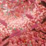 Una médica señala al intestino como el responsable de producir el 90% de nuestra felicidad