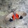 Parece una mariposa espectacular pero es un parásito peligroso y su paso por España es cuestión de tiempo
