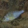 Libera un pez de acuario muy popular y años después se convierte en la especie invasora destructora de lagos